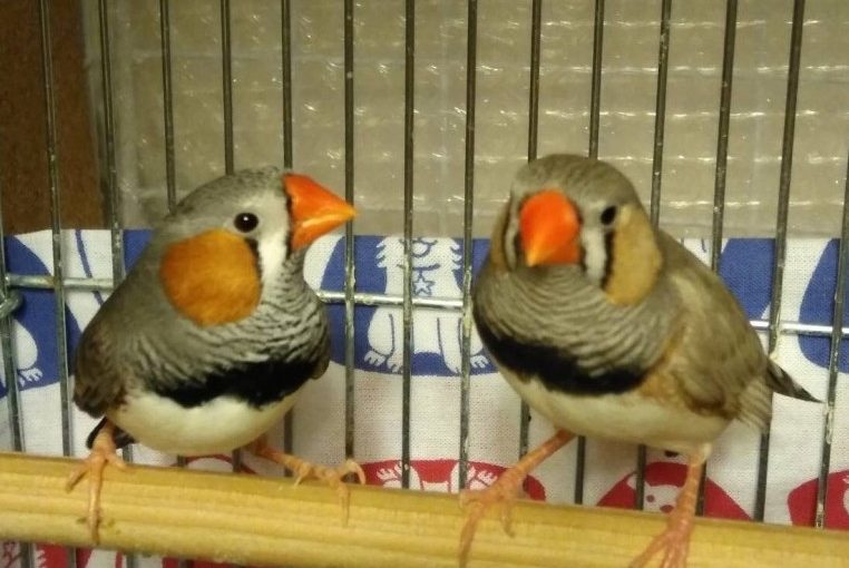 動物病院の大晦日～2017振り返り～
