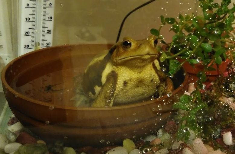 私、家族がふえました。