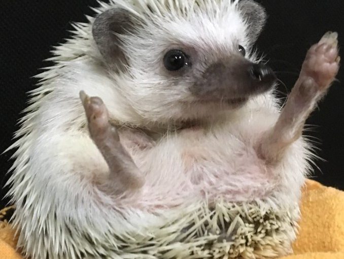 ハリネズミ生活のススメ