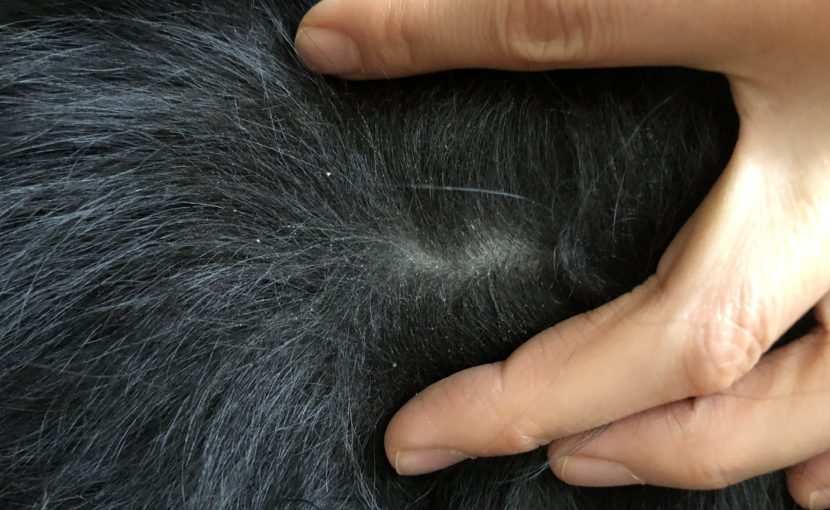 おすすめ☆動物も冬のスキンケア