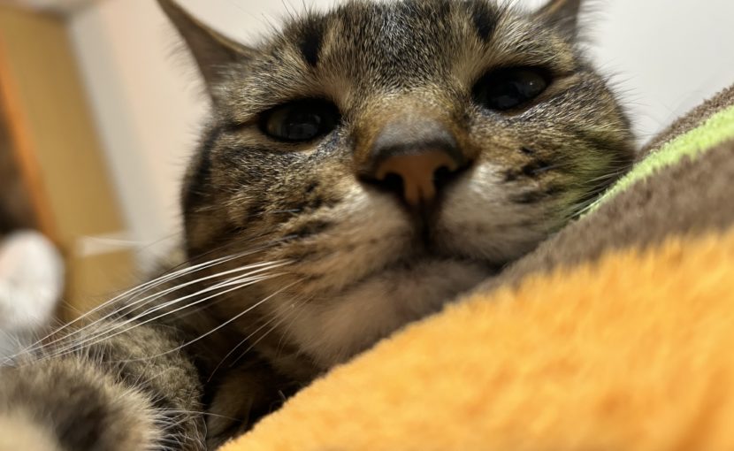 おうちで猫の健康チェック