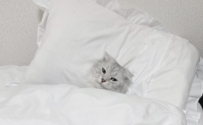 猫の寒さ対策