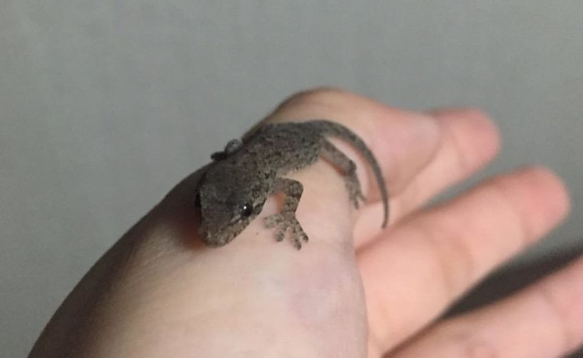 治療中の爬虫類の保温