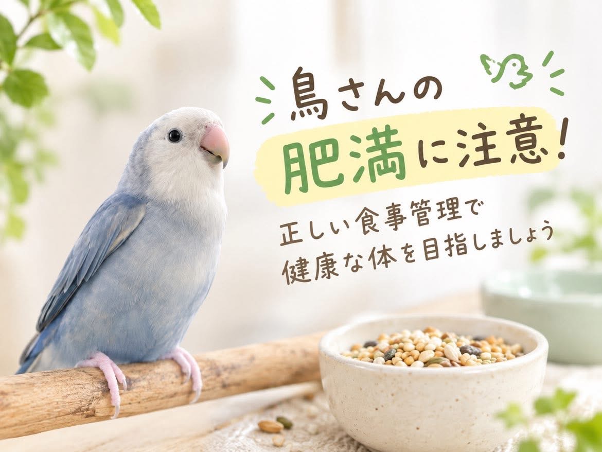 鳥さんの「肥満」に注意！正しい食事管理で健康な体を目指しましょう