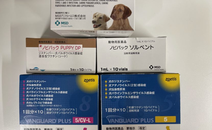 子犬をお迎えした時の予防（ワクチン）について