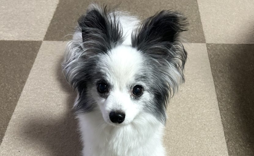 ワンちゃんの健康診断始まってるよ𖤐ˊ˗