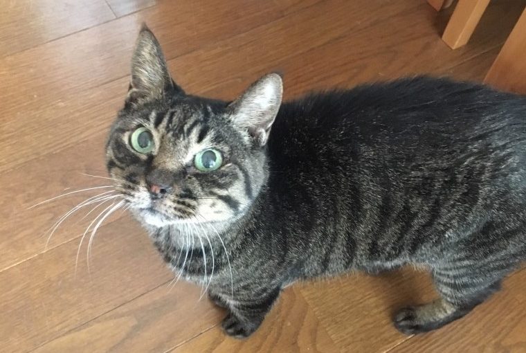 猫の肛門腺について