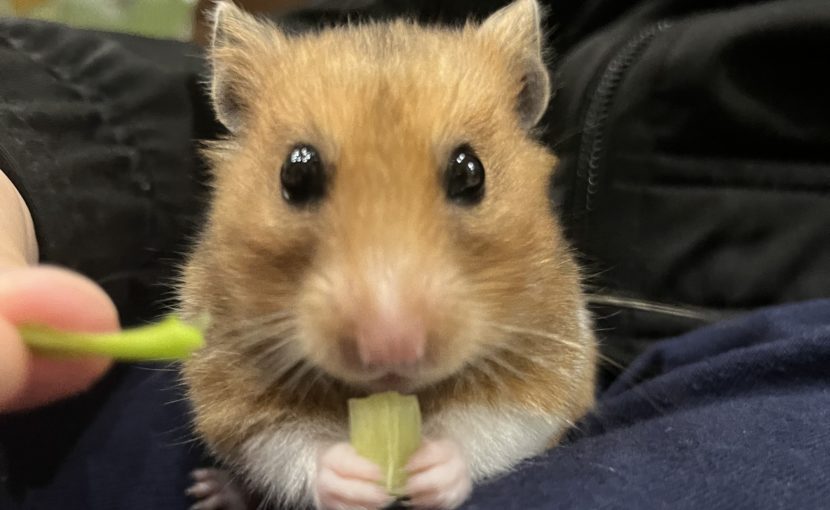 ゴールデンハムスターの胸郭内腫瘍(注:臓器写真あり)