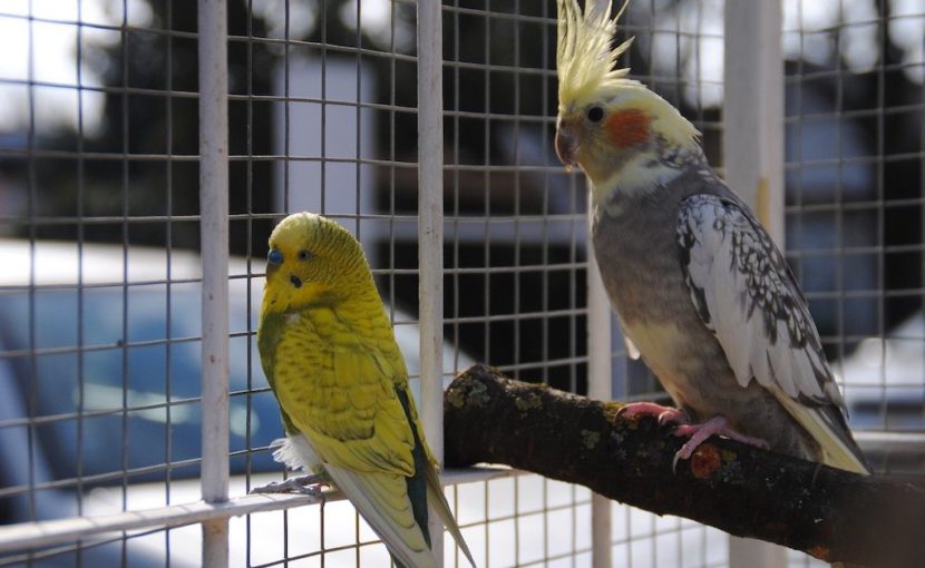 小鳥の発情、止めるにはどうすればいい？