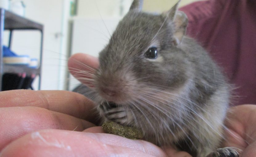 草食動物のフード選び~グルテンフリーってなに?~