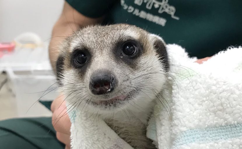ミーアキャットの去勢手術と臭腺摘出