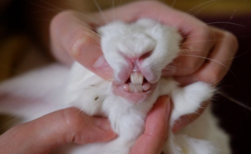 動物の投薬難しいですよね…