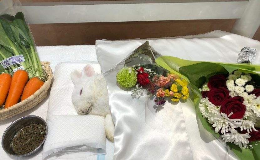 もめん、感謝のお別れ