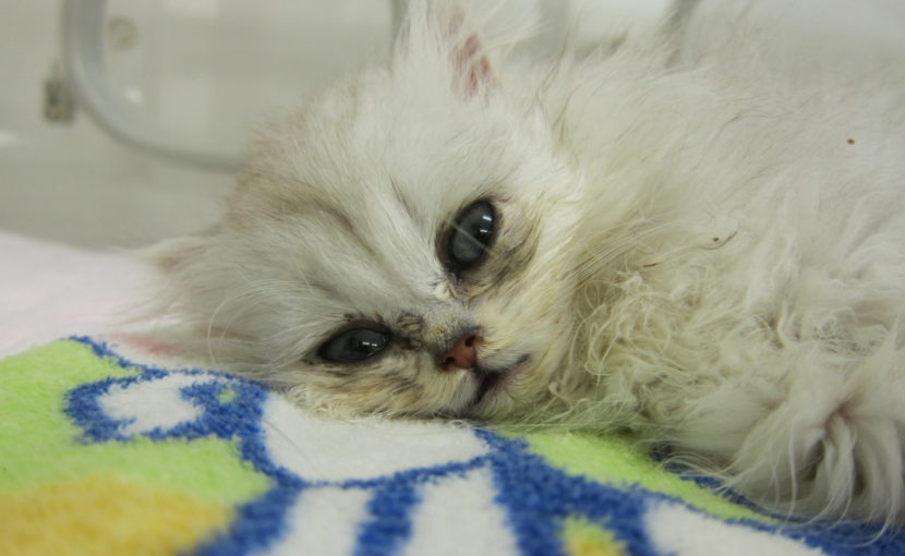 子猫ちゃんの肺炎 pneumonia in a kitten