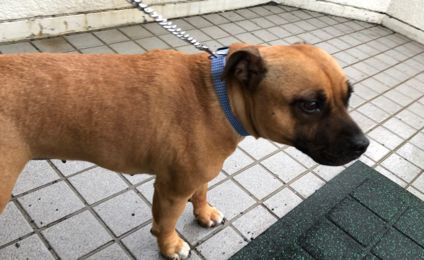 子宮蓄膿症の治療　Polly’s treatment with pyometra