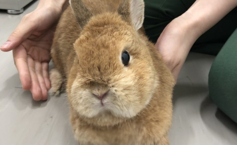 首が90度傾いたウサギさん