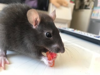 元気な鼠年を迎えるために