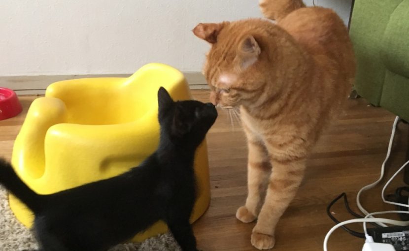 子猫のろくちゃんがやってきた