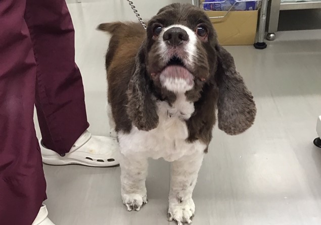 シニアのわんちゃんによくある脱毛