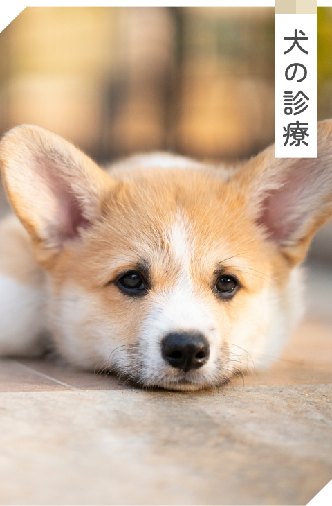 犬の診療