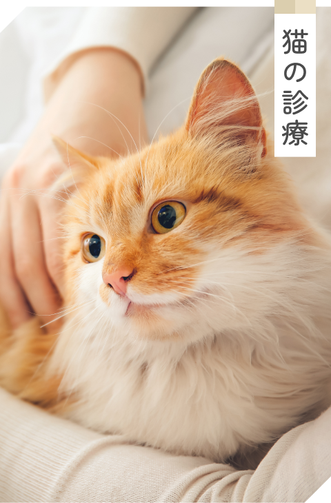 猫の診療