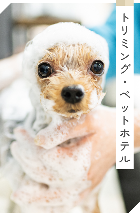 トリミング・ペットホテル