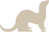 フェレット