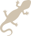 爬虫類・両生類