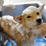 わんちゃんの正しいシャンプーできてますか？
