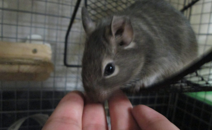 動物たちそれぞれの寿命