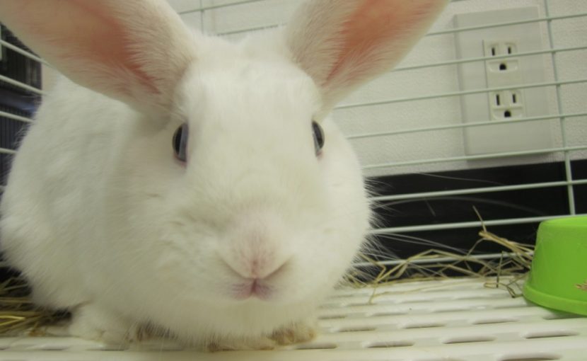 おてんばウサギもめんの接し方