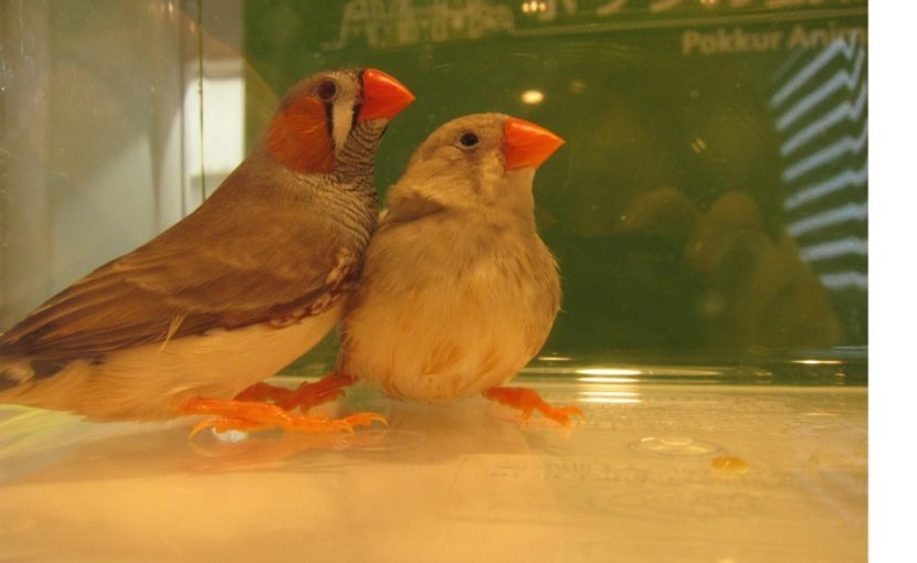 キンカチョウ夫婦
