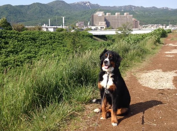 手稲は犬飼いの天国?