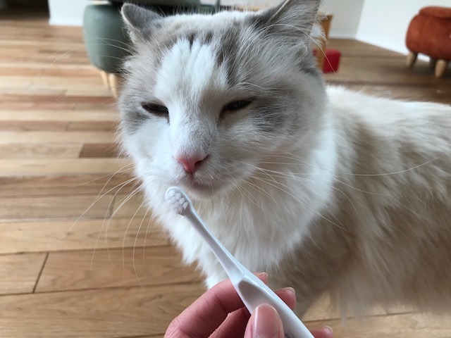 わんちゃんねこちゃんになぜハミガキが必要?