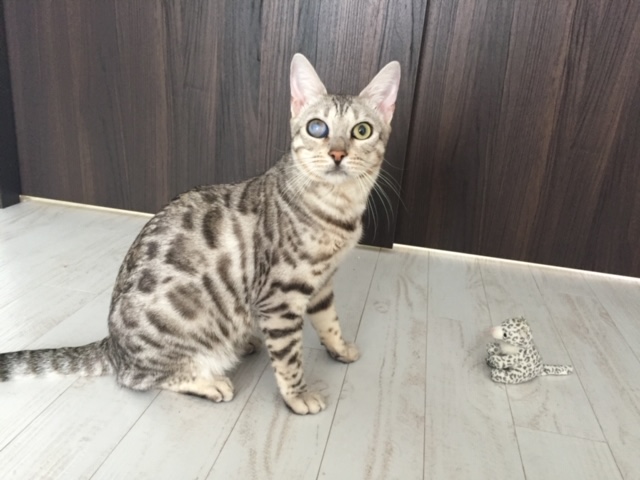 猫の唇がえぐれてる!?